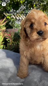 22K views · 502 reactions | Edie’s beautiful teeny tiny toy Cavoodle...