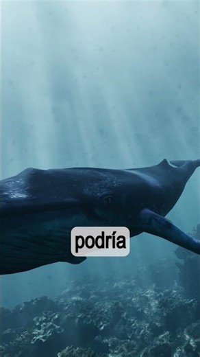 ❤️ El corazón humano vs el de la ballena azul 🐋