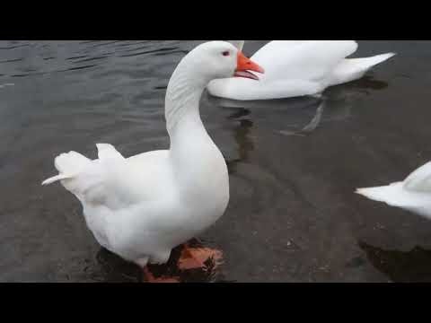 Domestic goose swimming ( cute )