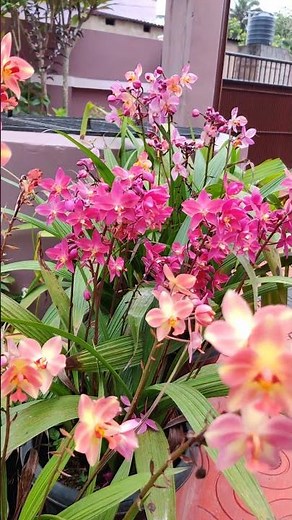 Ground Orchid | Spathoglottis #shorts