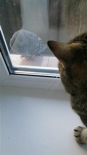 🐈🐾🕊️ he found himself a friend