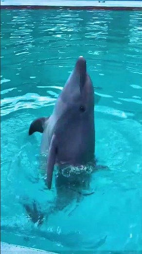 The Secret Language of Dolphins#facts #didyouknow #mindblowingfacts