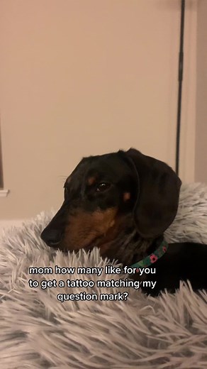 Funny Dachshund Dog Meme with Question Mark Tattoo