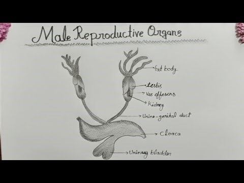 How to draw Male reproductive organs