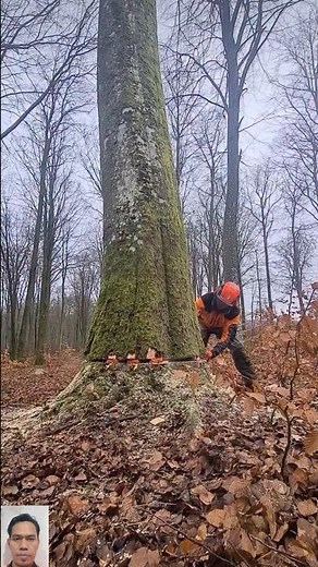 Professional Tree Felling Using Wedges | Satisfying Chainsaw Cut 🌲💪