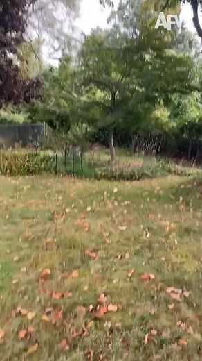 CRONCH 🍁 #afv #fall #autumn #goldenretriever | AFVofficial