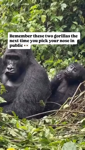 Gorillas cleaning their nostrils just like humans do #gorilla #travel #reels #adventure #safari #safari #funny | Gorilla and Adventure Safaris - F&M Adventure Safaris