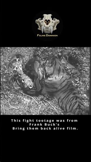 Tiger vs Reticulated Python | Real Fight Scene from Frank Buck Film