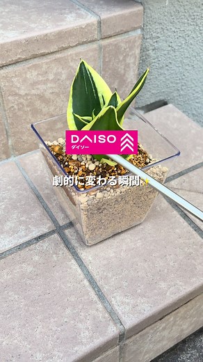 ダイソーで育てる！サンスベリアの植え替え方法