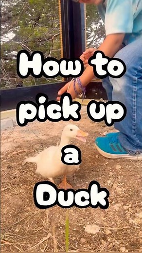 How We Pick Up Our Ducks 🦆 New to Duck Life