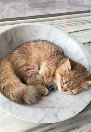 When the decorative bowl becomes catware. Today‘s special: a quiet, baked loaf. 🍞😴 #catsoftiktok #kitten #munchkin #sleepycat #fyp