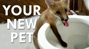 Tame by Design: The Russian Experiment That Domesticated Foxes