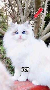 The 5 Most Expensive Cats breeds in the World