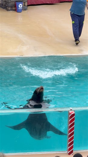 California sea lion ❤️ | Bucky