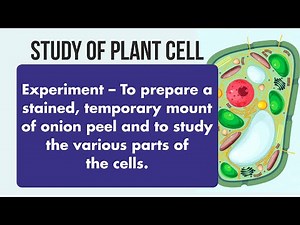 Study of Plant Cell | Biology Experiment