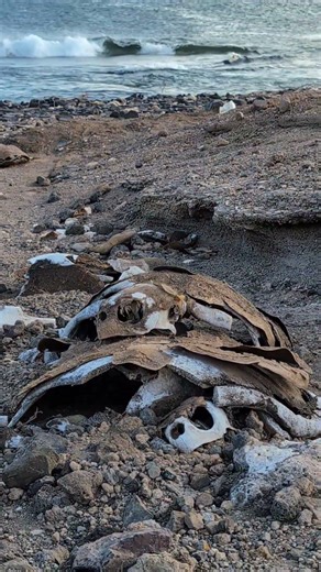 Clear signs of turtle poaching on Sal, Cabo Verde.