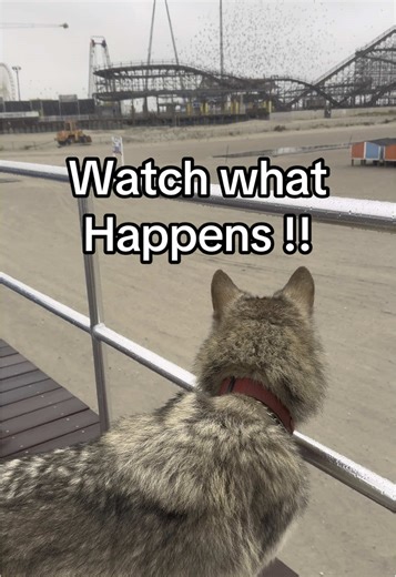 This is Wild !! Hurricane Erin on the Wildwood Nj Boardwalk got the birds in a frenzy #birds #wildlife #nature #animallover #foryourpage