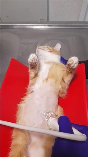 rescue kitten had ultrasound, it shows improvement - still watching still hopefull for Magda💕🐈