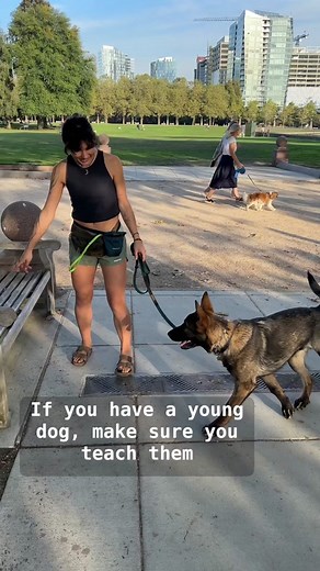 Hamilton Dog Training on TikTok