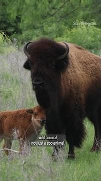Meet the bison herd roaming Fort Worth