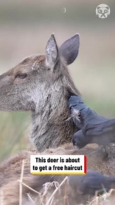 24K views · 230 reactions | #falwars | SSR Leepa Valley Serenity Spring Resort. | Facebook