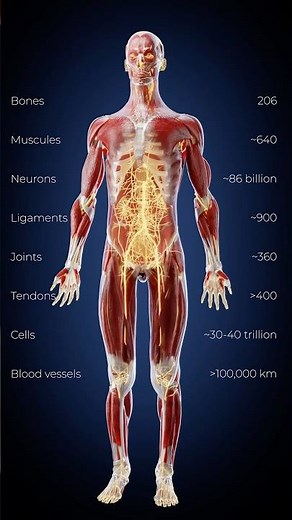 Anatomy in 3D - learn with VOKA!