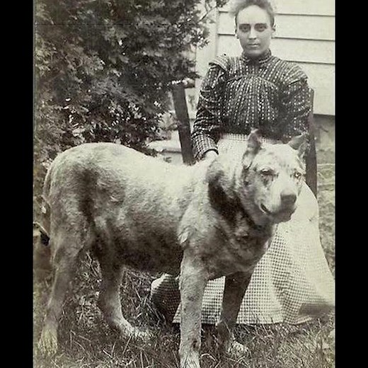 Europe, early 1900s… a stern looking woman stands beside her enormous dog | Old Photo
