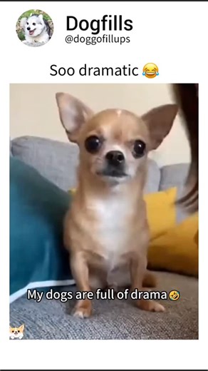 Dogfills on Instagram: "DM 📩 me for paid Promo Credit:- funnydogs08"