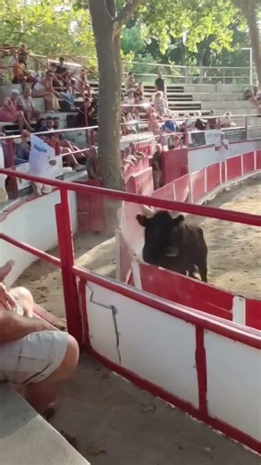 Impressionnant coup de barrière du taureau 🐂 Corona. Course Avenir Remoulins 12.07.26