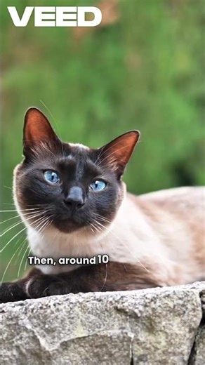 The Evolution of Cats