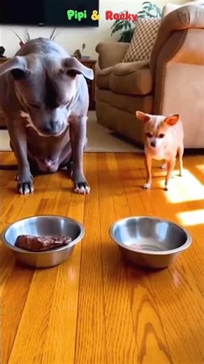 Pipi vs. Rocky: The Great Steak Robbery! 🐕💢