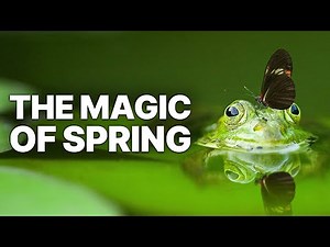 The Magic Of Spring | Animal Stories