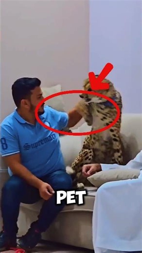 CHEETAS ARE NOT PETS 💀 #shorts #animals