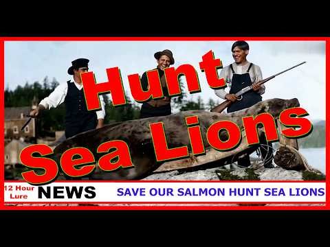 Save Our Salmon Hunt Sea Lions