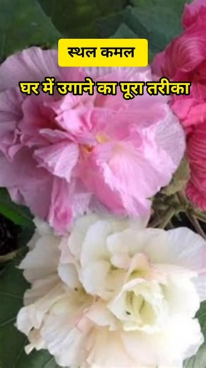 How to Grow Cotton Plant at Home #Changeable Rose #Home Gardening Tips #How to grow lotus at home