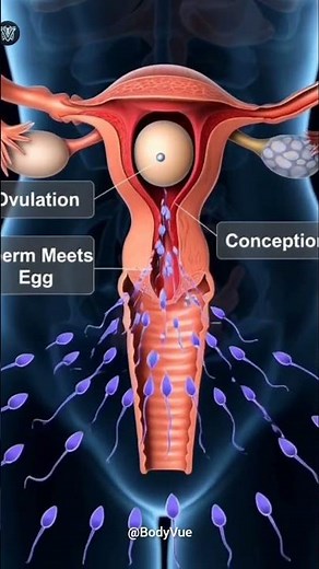Ovulation Conception 3D Animation | Human Fertilization #aiart #anatomy