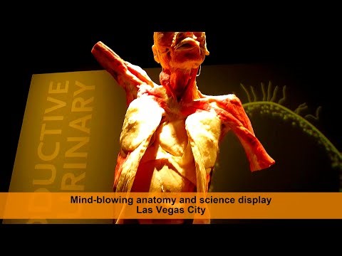 1Minute Wander | Las Vegas | Bodies Museum | Mind-blowing!