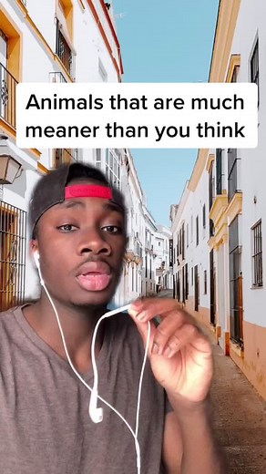 Meanest Creatures in the Animal Kingdom