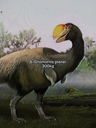 The 7 biggest birds to ever live! #dinosaur #birds #extinct