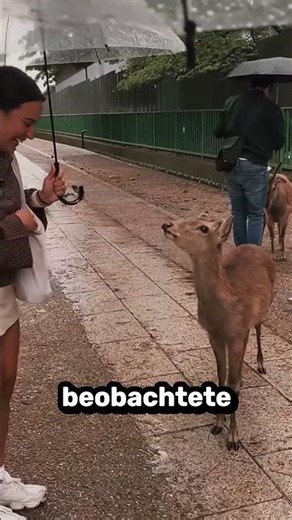 Das sind die höflichsten Hirsche der Welt 🦌 🌍