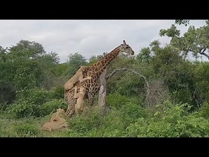 Lion clings to giraffe's back in brutal fight