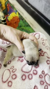 Sugar bee has been A fight but as of now we are still winning!! #frenchielove | Josh and his critters