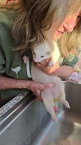 expressing a ferret bladder method 1