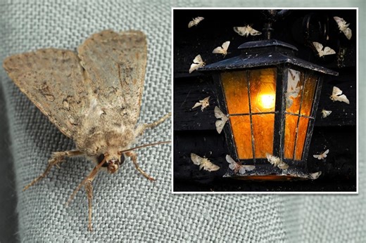Long-held belief that bugs are attracted to light disproved in new study