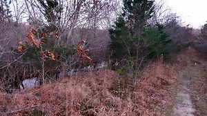 Abandoned cranberry bogs in Yarmouth slated for wetland restoration by state