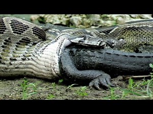 Look What Happens When Greedy Python Swallows Crocodile?