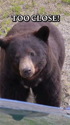 That Bear is Too Close!