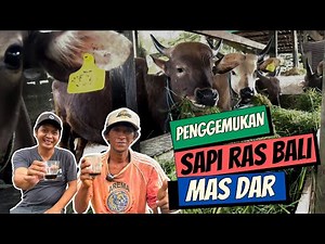 Penggemukan Sapi di Kandang Pak RT