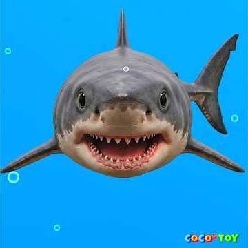 Find a great white shark among those! #shorts ⭐ㅣsea animals quiz for kids ㅣCoCosToy