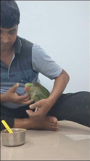 Baby Parrot Hand Feed Routine 🦜💕